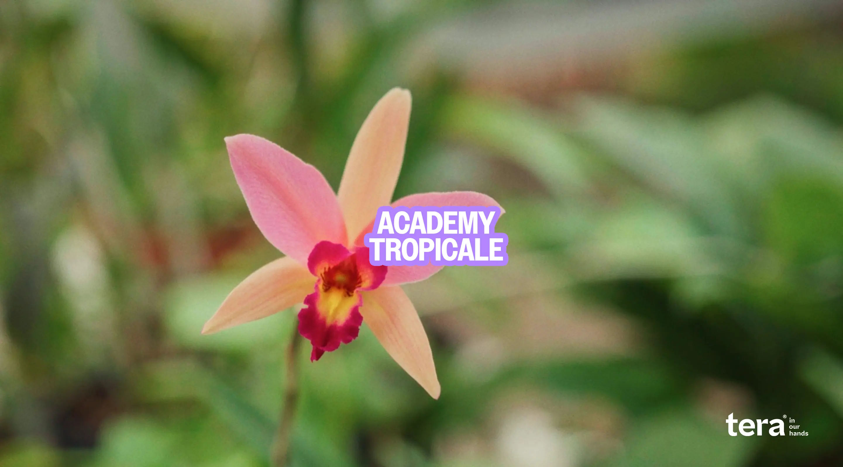 Academy Tropicale