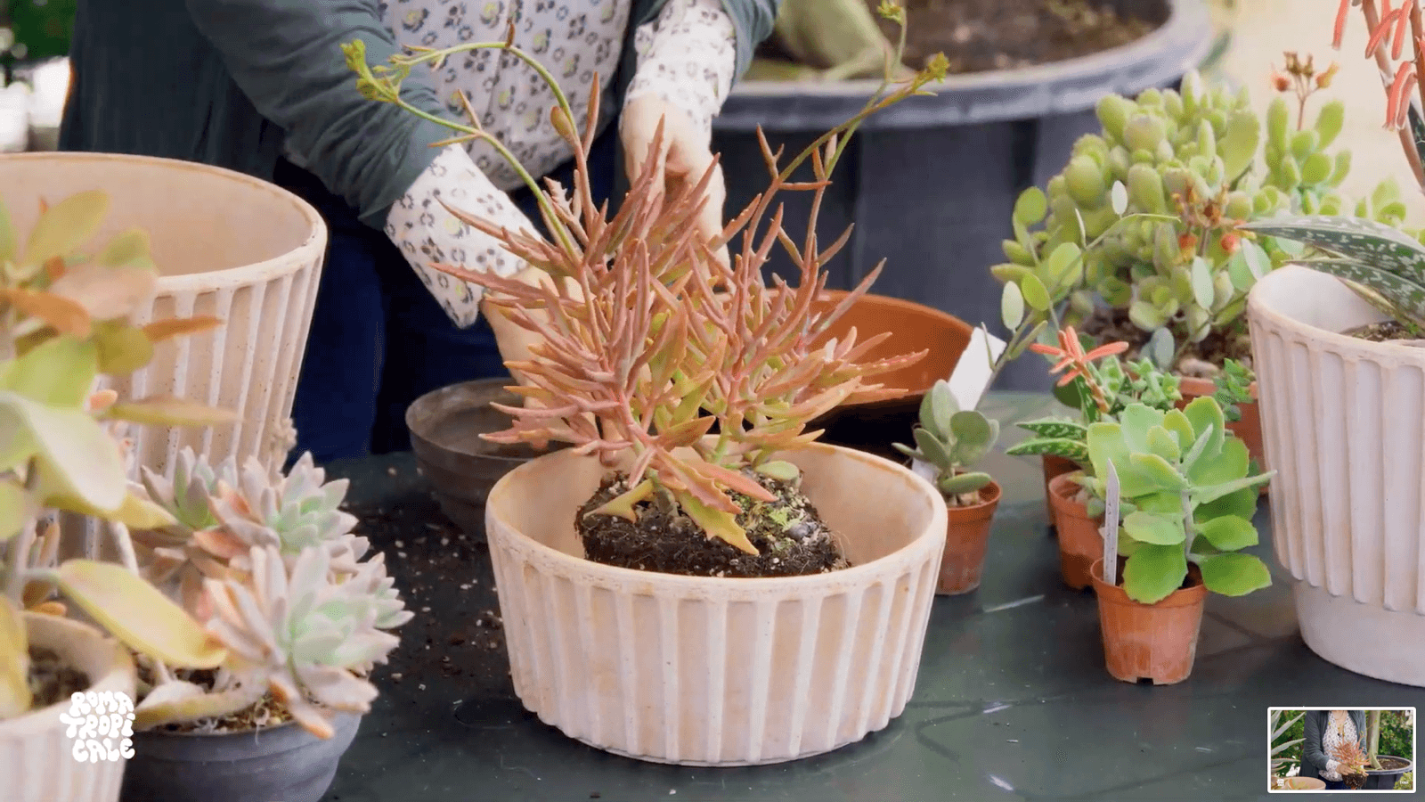 Corso Essentials — vaso