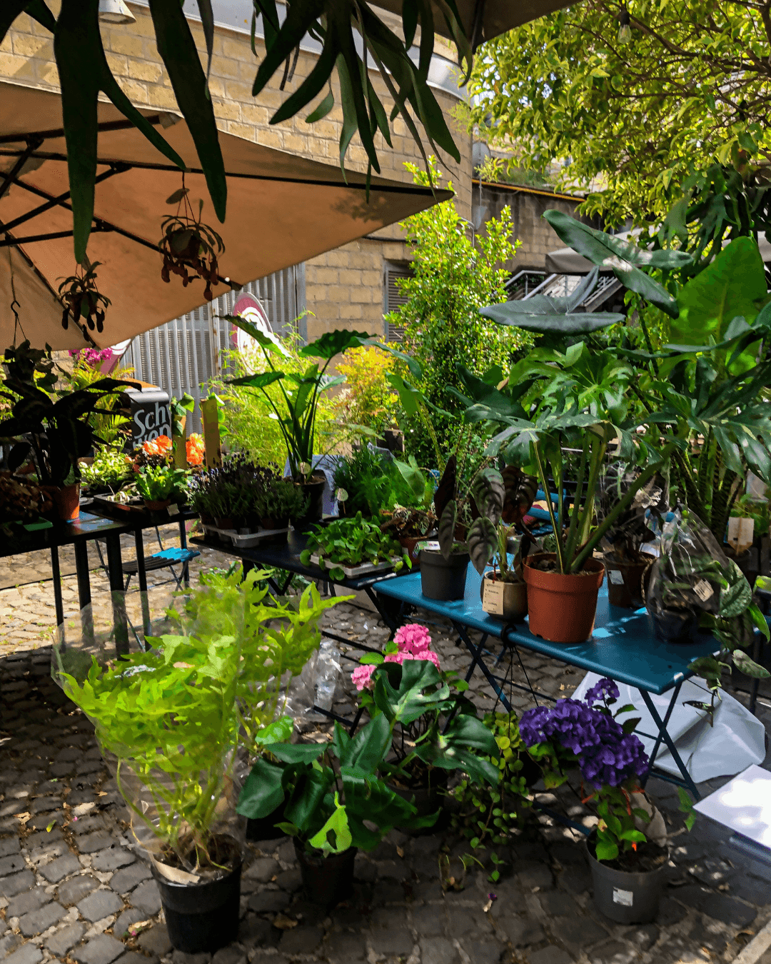 Il Plant Market da Latta (sabato 11:30-20:00)