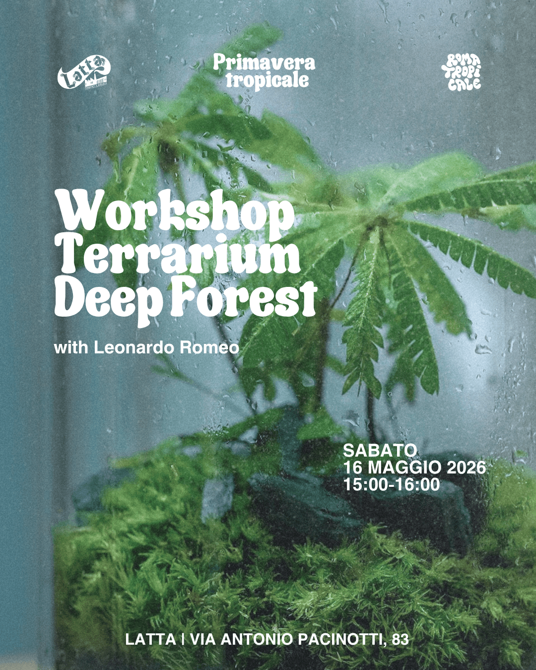 TERRARIUM "DEEP FOREST"