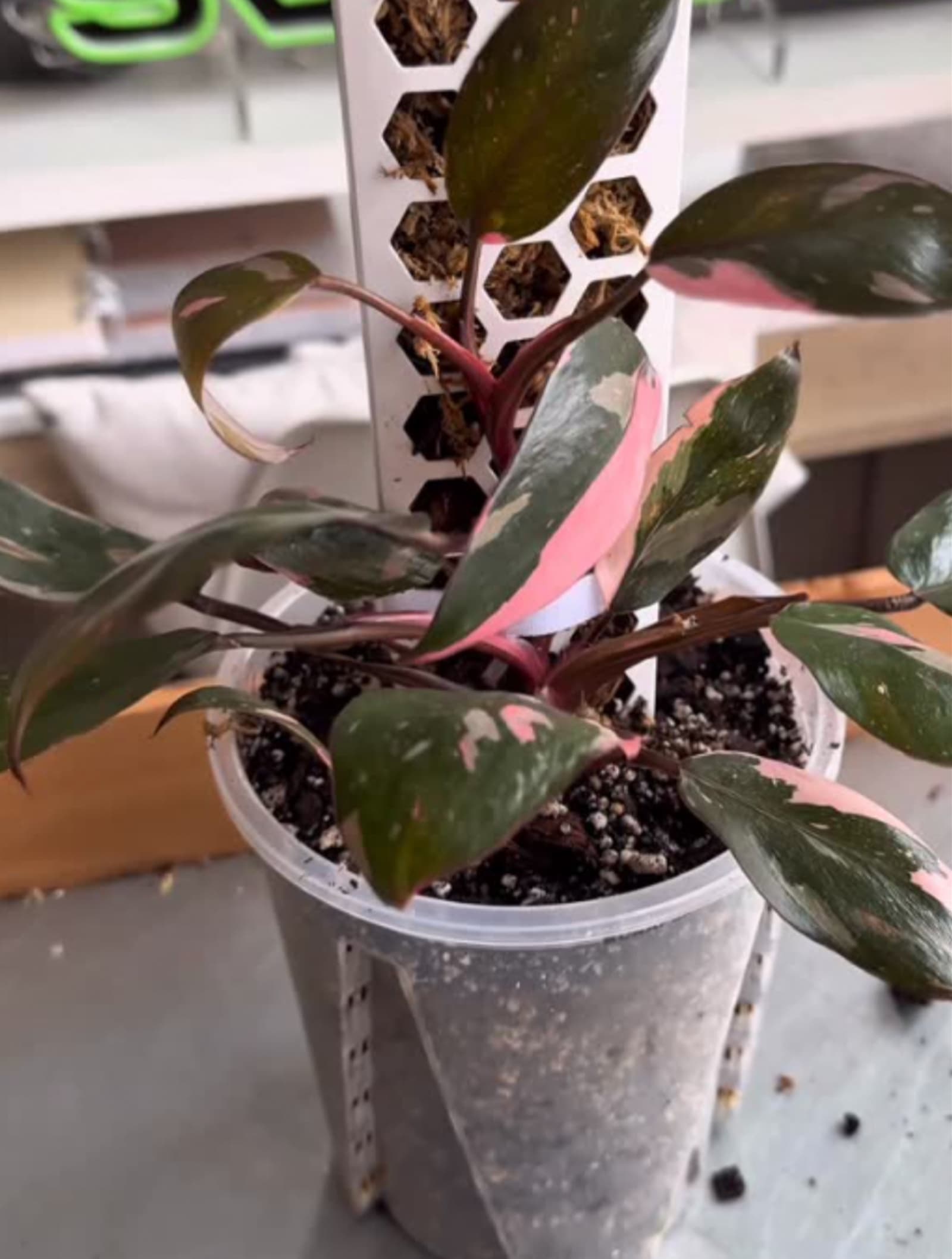 Perché non lo abbiamo scoperto prima?